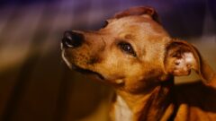 6 Maddede Az Bakım Gerektiren Köpek Irkları