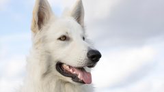 Az Havlayan Köpekler