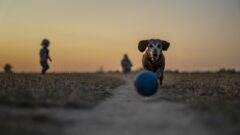 Bahçede Köpek Bakımı Nasıl Olmalı?