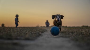 Bahçede Köpek Bakımı Nasıl Olmalı?