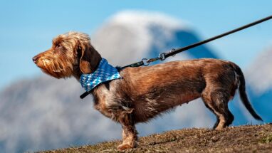 Bakımı En Kolay Köpekler