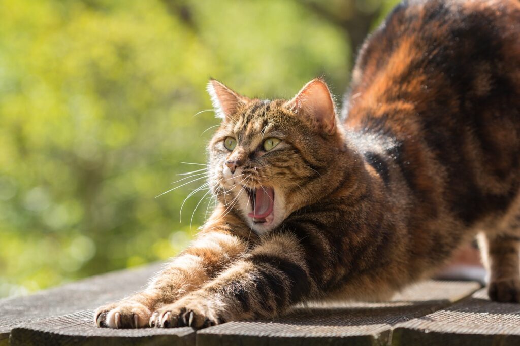 Bakımı Kolay Kedi Türleri
