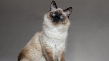 Balinese Kedi Irkı Bakımı Nasıl Olmalı?