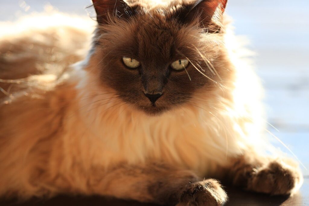 Balinese Kedi Özellikleri