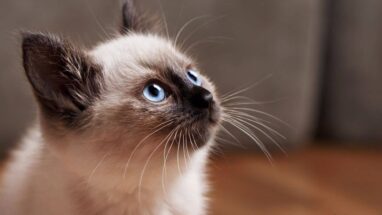 Balinese Kedi Irkı Özellikleri,Üremesi ve Bakımı