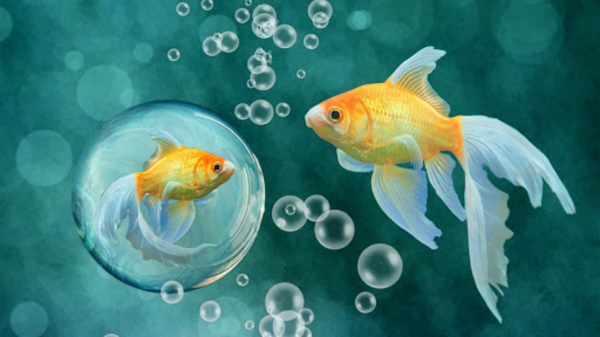 Japon Balıkları Bakımı ve Cinsiyet Ayrımı Zoo Blog