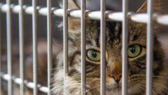 Barınaktan Kedi Sahiplenme Hakkında Bilmeniz Gerekenler