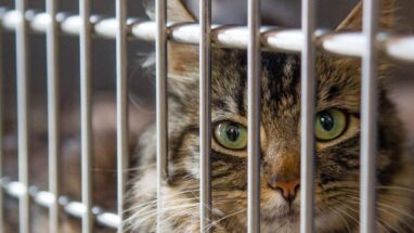 Barınaktan Kedi Sahiplenme Hakkında Bilmeniz Gerekenler