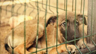Barınaktan Köpek Sahiplenme Hakkında Bilmeniz Gerekenler