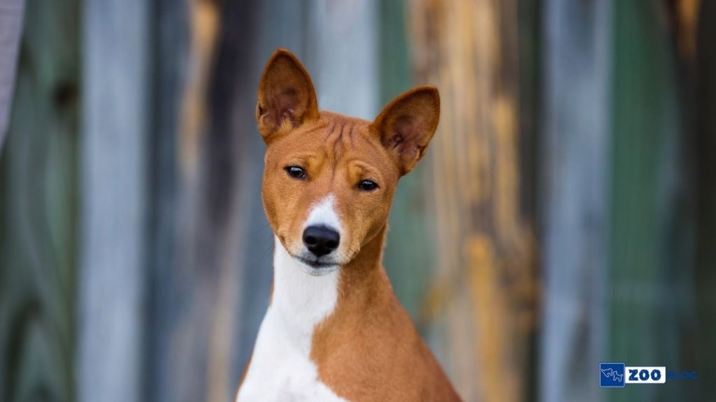 Basenji Köpek Ne Yer