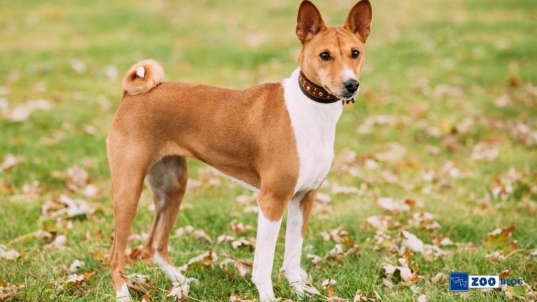 Basenji Köpek Ne Yer? Ne ile Beslenir?