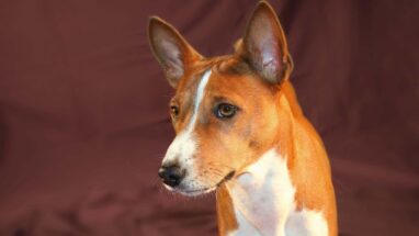 Basenji Köpek Irkı Tüm Özellikleri, Genel Bakım ve Sağlık Tüyoları