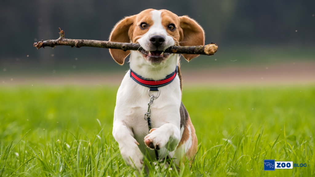 Beagle Köpeği Karakteri, Özellikleri, Bakımı Beagle Köpeği Karakteri
