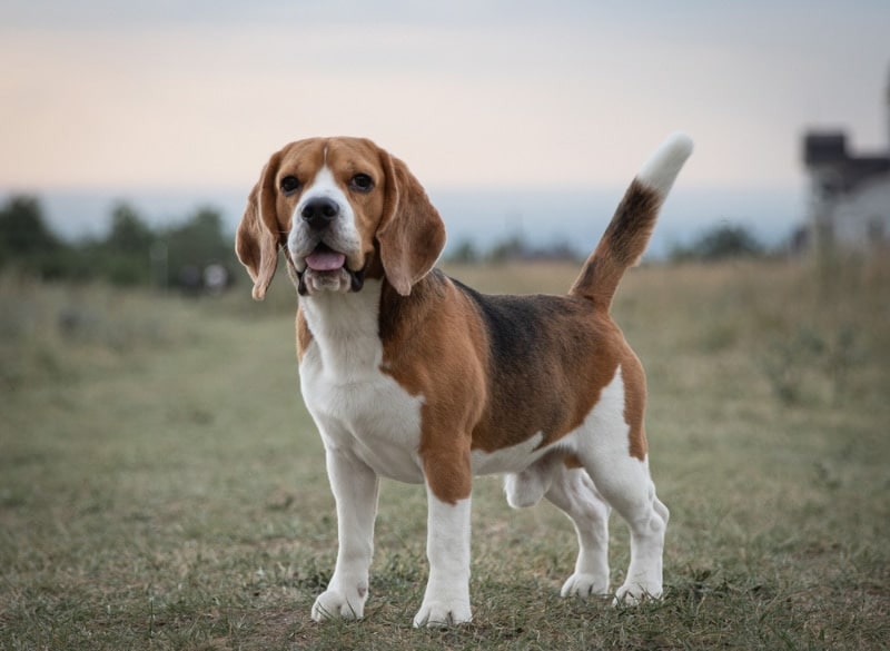 Beagle Köpek Irkı Bakımı 