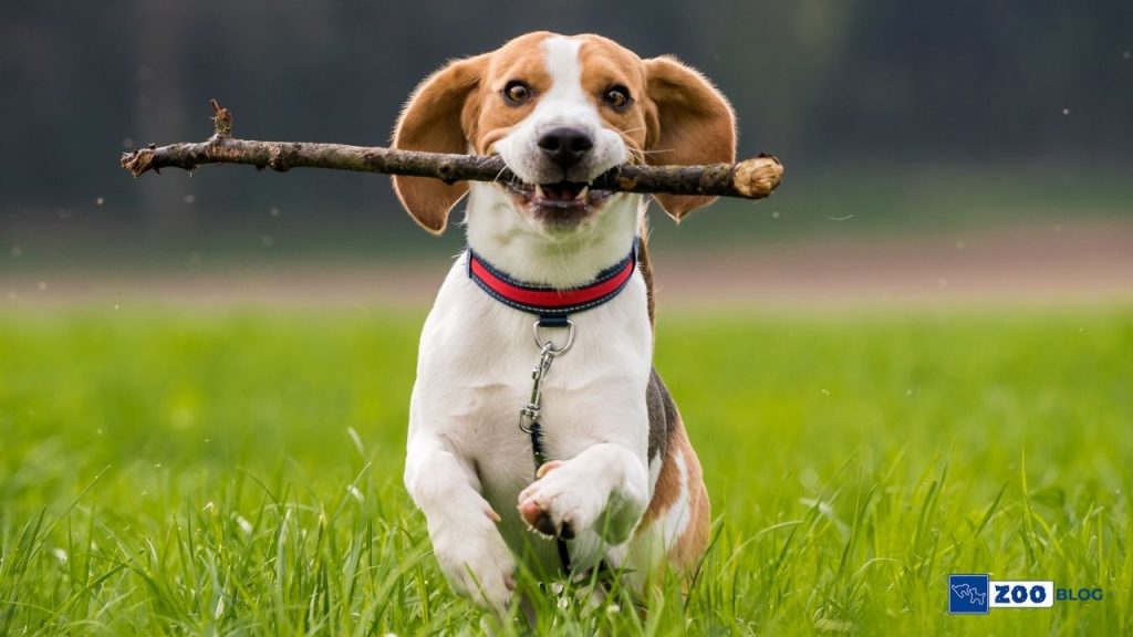 Beagle Köpek Ne Yer