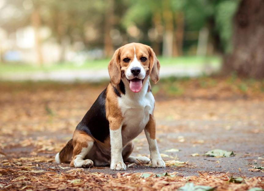 Beagle Köpek Ne Yer? Beagle köpek ne yer