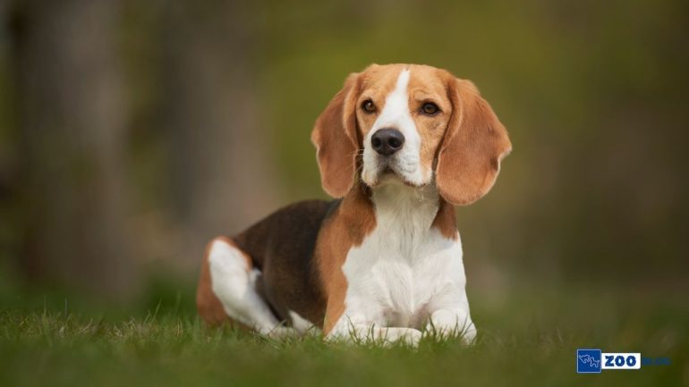 Beagle Köpek Ne Yer? Ne ile Beslenir?