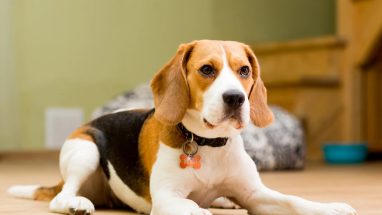 Beagle Köpek Ne Yer?