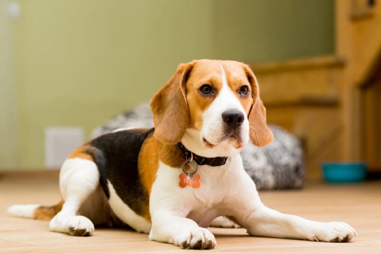Beagle Köpek Ne Yer?