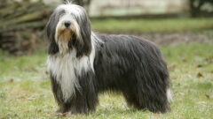 Bearded Collie (Sakallı Collie) Köpek Irkı Özellikleri, Bakımı ve Sağlık