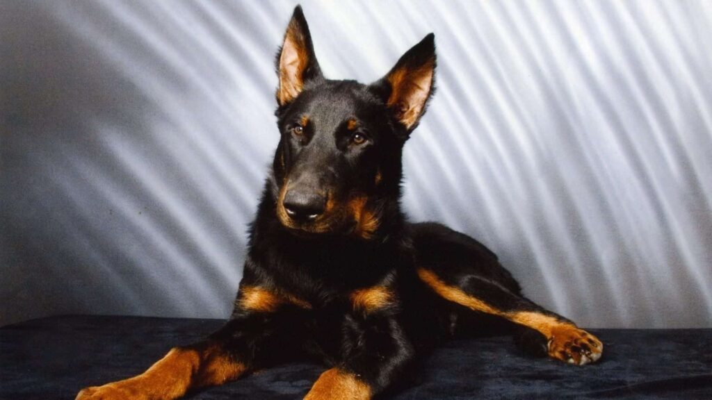 Beauceron Köpek Irkı Tüm Özellikleri, Genel Bakım ve Sağlık Durumu
