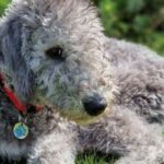 Bedlington Teriyeri Köpek Irkı Bakımı Nasıl Olmalı?
