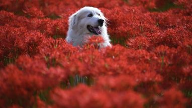 7 Maddede En İyi Bekçi ve Koruma Köpekleri