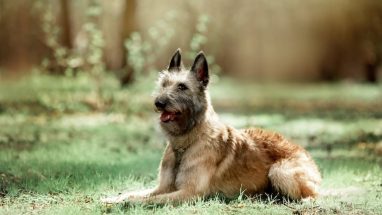 6 Maddede Belçika Köpek Irkları
