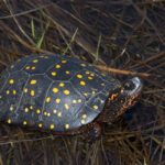 Benekli Kaplumbağa Özellikleri ve Bakımı