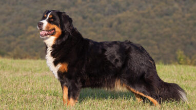 Bernese Dağ Köpeği Özellikleri ve Bakımı
