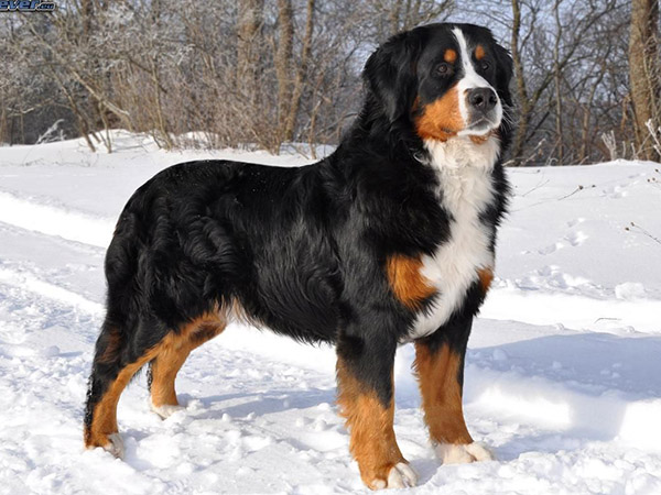 Bernese Dağ Köpeği Özellikleri 