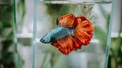 Betta Balığı Özellikleri Nelerdir?