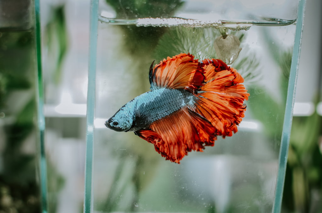 Betta Balığı Özellikleri Nelerdir?