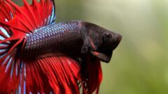 Betta Balığı Hakkında Önemli Bilgiler