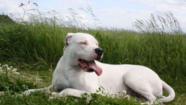 Dogo Argentino Köpek Irkı Hakkında Daha Önce Duymadığınız Bilgiler