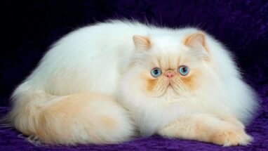 Persian Kedi (İran Kedisi) Hakkında Daha Önce Duymadığınız Önemli Bilgiler