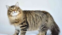 Siberian (Sibirya) Kedi Irkı Özellikleri ve Bakımı