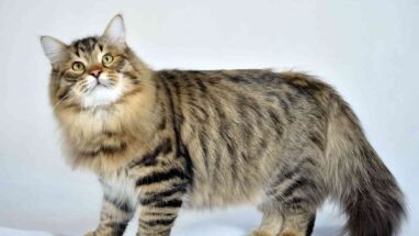 Siberian (Sibirya) Kedi Irkı Özellikleri ve Bakımı