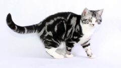 American Shorthair Kedi Irkı Fiziksel Özellikleri ve Bakımı
