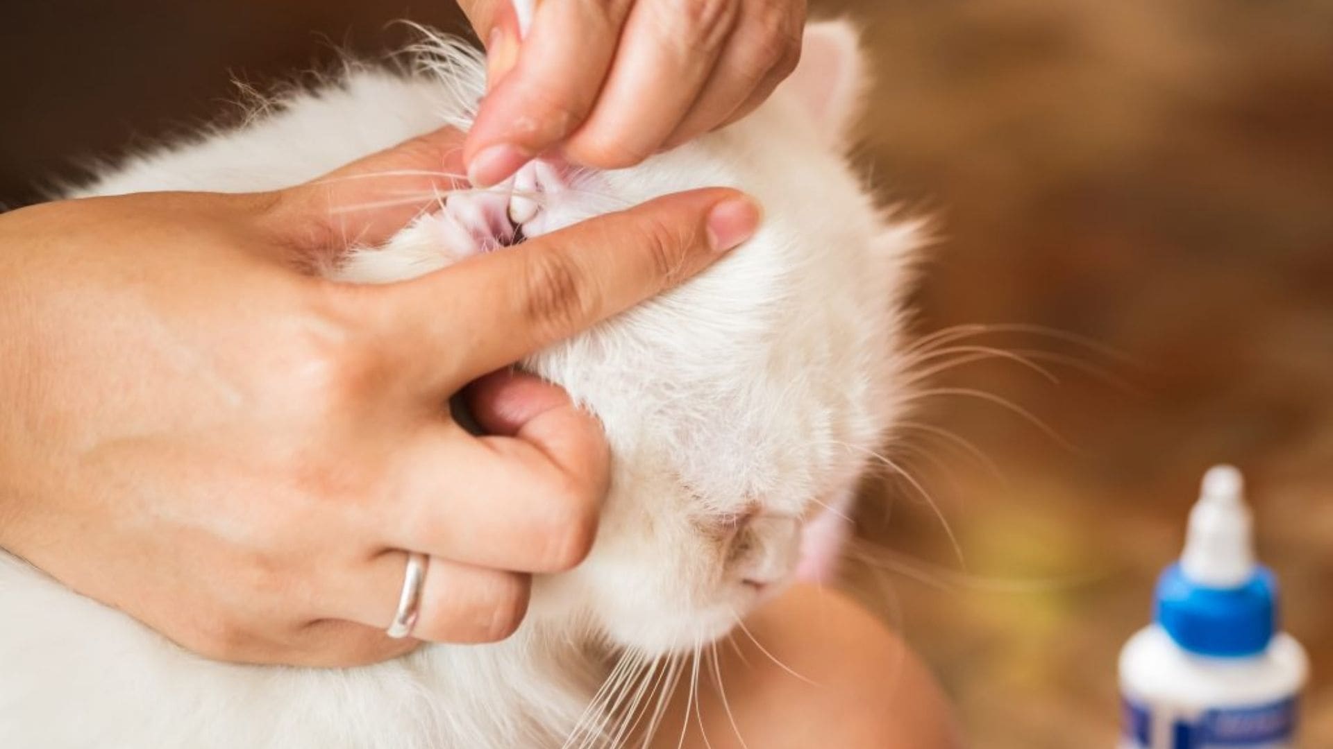 Kedi Kulak Temizleme Nasıl Yapılır? Kedilerin Bakımı Nasıl Olmalıdır
