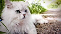 Persian Kedi Irkı Özellikleri ve Bakımı