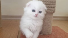 Kulaksız Kedi (Scottish Fold) Özellikleri ve Bakımı