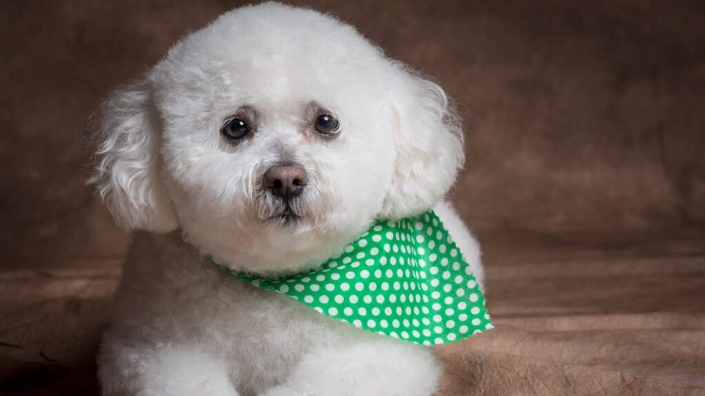 Bichon Frise Köpek Irkı Tüm Özellikleri, Genel Bakım ve Sağlık