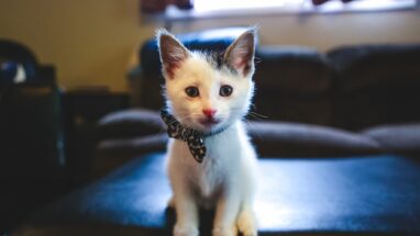 Bio Kitten Süt Tozu Kediye Nasıl Verilir?
