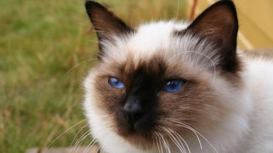 Birman Kedi Cinsi Özellikleri