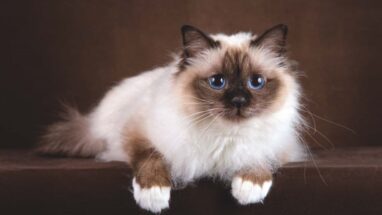 Birman Kedi Irkı Özellikleri ve Bakımı