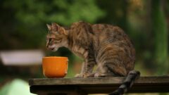 Bitkisel Kedi Mamasının Faydaları Nelerdir?
