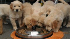 Bitkisel Köpek Mamasının Faydaları Nelerdir?