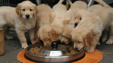 Bitkisel Köpek Mamasının Faydaları Nelerdir?