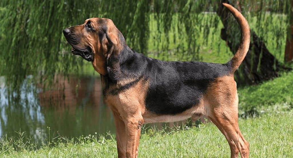 Bloodhound Köpek